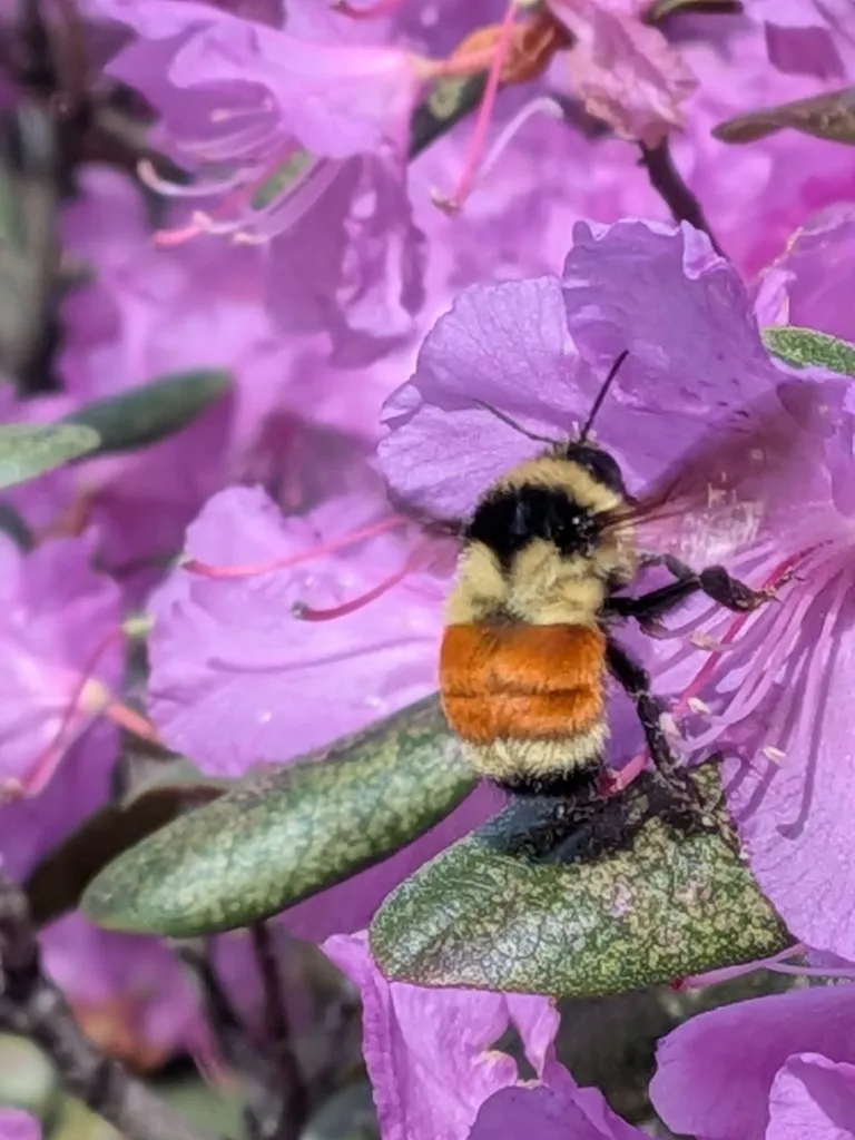 Close-up of a yellow-and-black bumblebee resting on bright pink rhododendron blossoms.